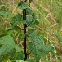 Dark Mullein
